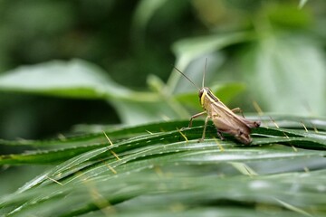 grasshopper on a leaf