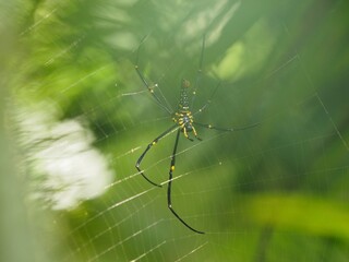 spider on a web