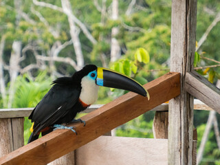 Tucan © Mirek