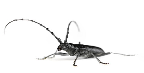 Beetle Cerambyx scopolii isolated on white, side view