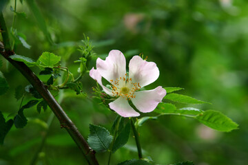 kwiat dzikie róży