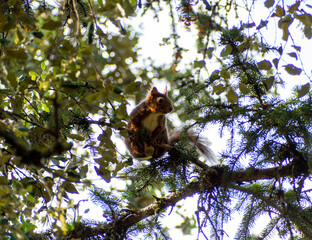Eurasian red squirrel (Sciurus vulgaris) in its natural habitat in the autumn forest. Portrait of a squirrel close up. The forest is full of rich warm colors.