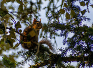 Eurasian red squirrel (Sciurus vulgaris) in its natural habitat in the autumn forest. Portrait of a squirrel close up. The forest is full of rich warm colors.