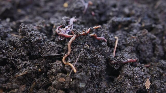 Close up of red earthworms inside fertile organic garden soil