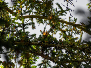 Eurasian red squirrel (Sciurus vulgaris) in its natural habitat in the autumn forest. Portrait of a squirrel close up. The forest is full of rich warm colors.