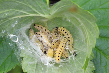 The larvae of the ermine moth in their communal larval web in a coiled leaf. Light yellow caterpillars with black spots. Close-up image.