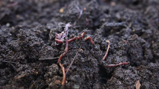 Close up of red earthworms inside fertile organic garden soil