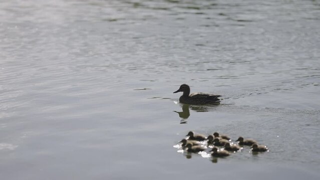 Slow motion ducklings with mother swimming in a pond