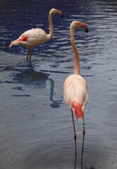 Wonderful pink flamingos in Zlin Zoo.