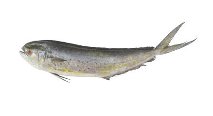 Fresh mahi-mahi fish or common dolphinfish isolated on white background, Coryphaena hippurus