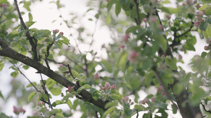 Closeup shot of blossoming apple tree