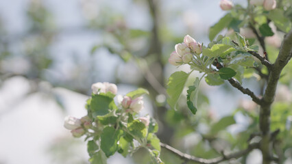 Closeup shot of blossoming apple tree
