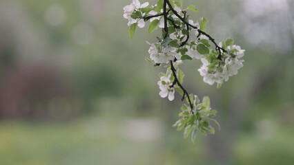 Closeup shot of blossoming apple tree