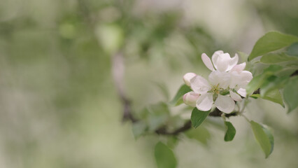 Fototapeta premium Closeup shot of blossoming apple tree