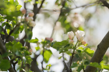 Apple tree blossom in late spring