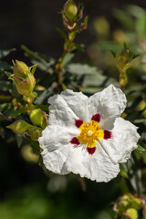 Close up of a white orchid rockrose flower