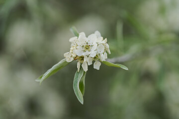 Willow leaf pear blossom in spring