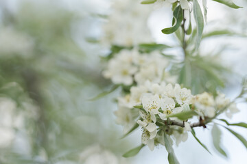 Obraz premium Willow leaf pear blossom in spring