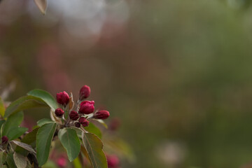 Purple flowers on apple tree in late spring
