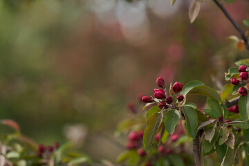 Purple flowers on apple tree in late spring