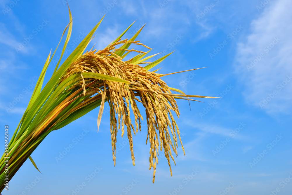 Wall mural Paddy rice ears with blue sky background.