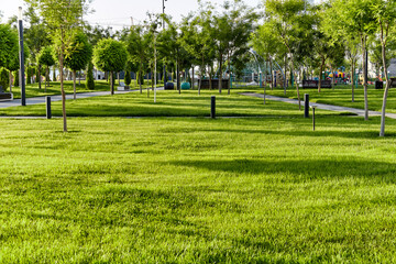 Fresh green grass lawn in park with trees around and playground in the background at sunrise