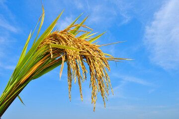 Paddy rice ears with blue sky background.