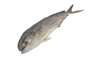 Whole mahi-mahi fish or common dolphinfish isolated on white background, Coryphaena hippurus