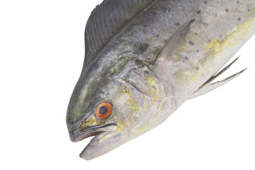 Close up of mahi-mahi fish or common dolphinfish isolated on white background
