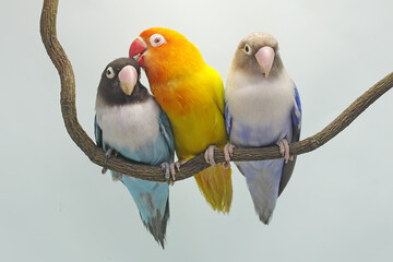 Three lovebirds are perched on a tree branch. This bird which is used as a symbol of true love has...