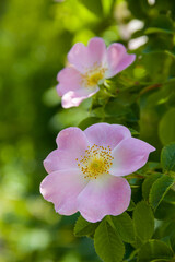 Obraz premium Rosehip flowers. Flowering branches of a rose hip bush. Photo of nature.
