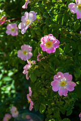 Fototapeta premium Rosehip flowers. Flowering branches of a rose hip bush. Photo of nature.