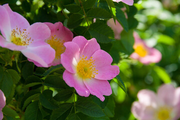 Rosehip flowers. Flowering branches of a rose hip bush. Photo of nature.