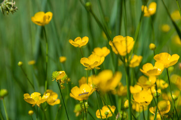 Buttercup is caustic. Yellow flowers. wild plants. Photo of nature.