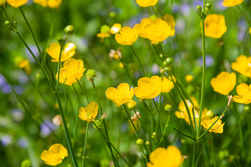 Buttercup is caustic. Yellow flowers. wild plants. Photo of nature.