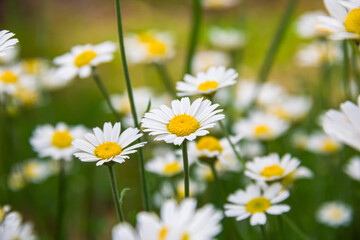 Fototapeta premium White daisies in the meadow. White flowers. Field plants. Photo of nature.