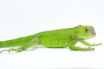 A green iguana (Iguana iguana) is sunbathing.