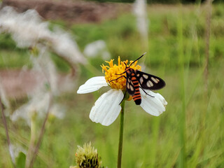 A moth on top of a flower