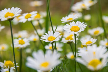Fototapeta premium White daisies in the meadow. White flowers. Field plants. Photo of nature.