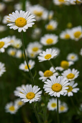 White daisies in the meadow. White flowers. Field plants. Photo of nature.