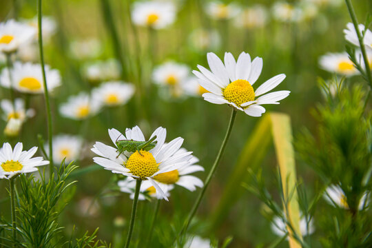 White daisies in the meadow. White flowers. Field plants. Photo of nature.