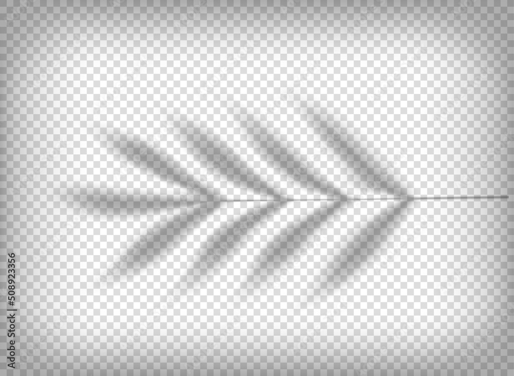 Poster palm leaf shadow isolated on transparent background. vector tempalte for design
