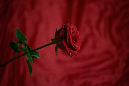 A red rose on a red background. A symbol of passion and love. No extra colors. Background.