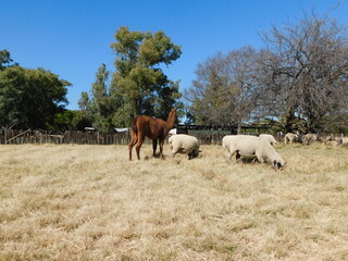 Naklejka na ściany i meble Hampshire Down Ewe sheep and one brown Llama with a black face on a dull beige grass field with large green bushy trees in the background on a sunny day in South Africa