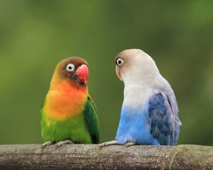 pair of parrots