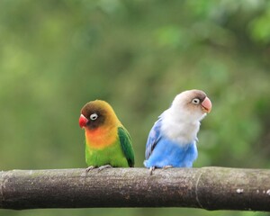blue and yellow love bird