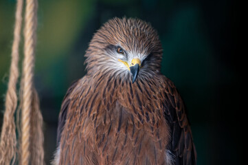 The black kite bird of prey, Milvus migrans, looks forward while in the zoo enclosure. Close-up.