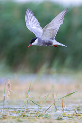 Whiskered tern in flight fishing in the lagoon.