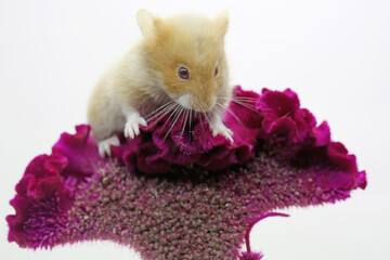 A young Syrian hamster foraging in wildflowers. 
