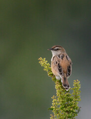 ホ－ジロウ＆セッカ